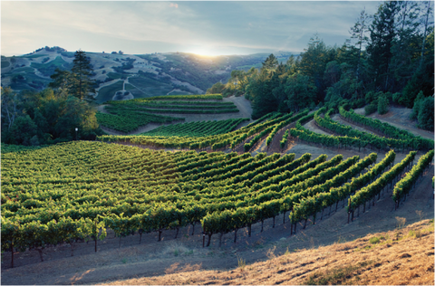 Napa cabernet vineyard